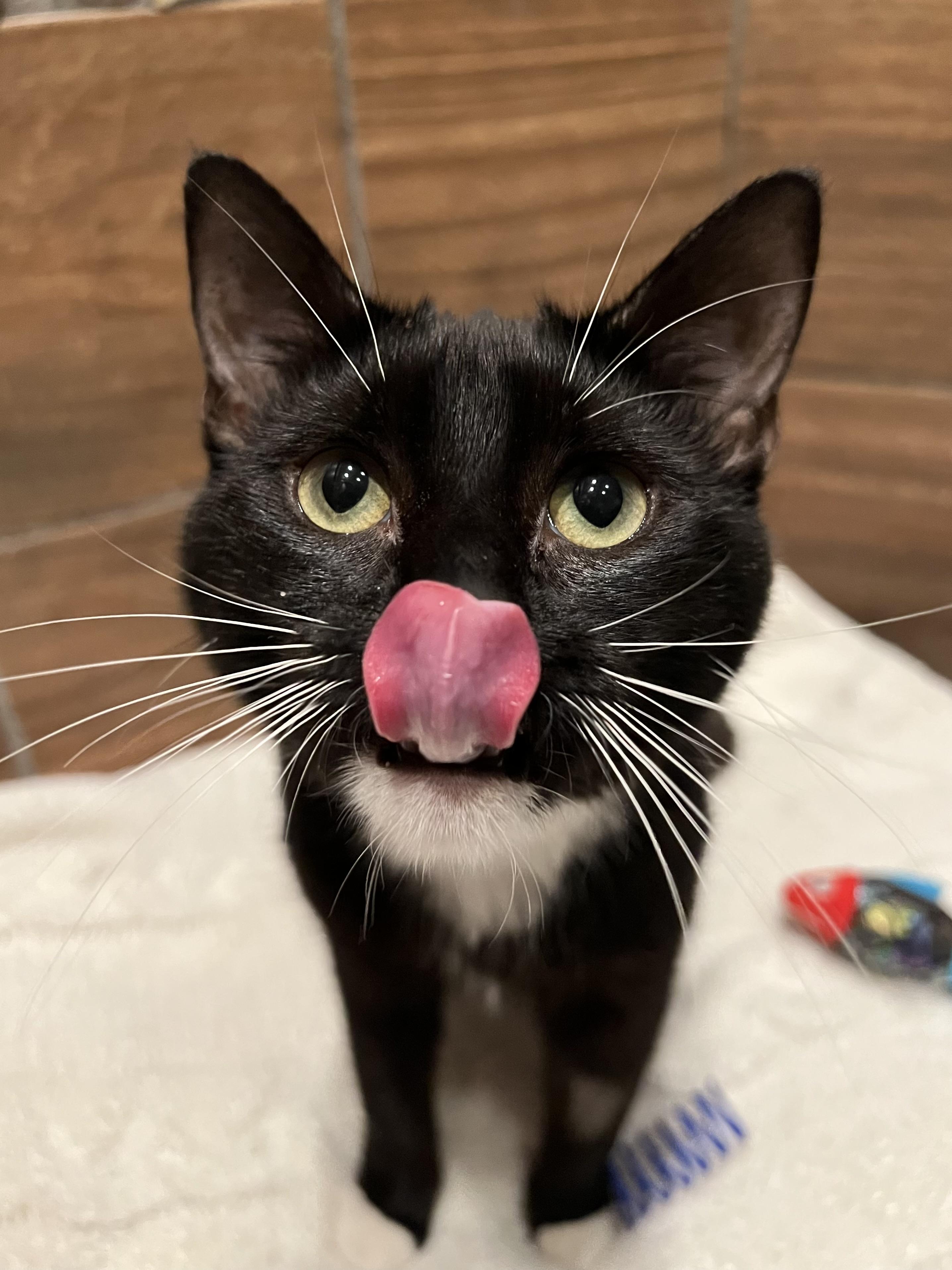 Enlarge Raven, an adopted Domestic Short Hair in Rochester , NY image 4/6
