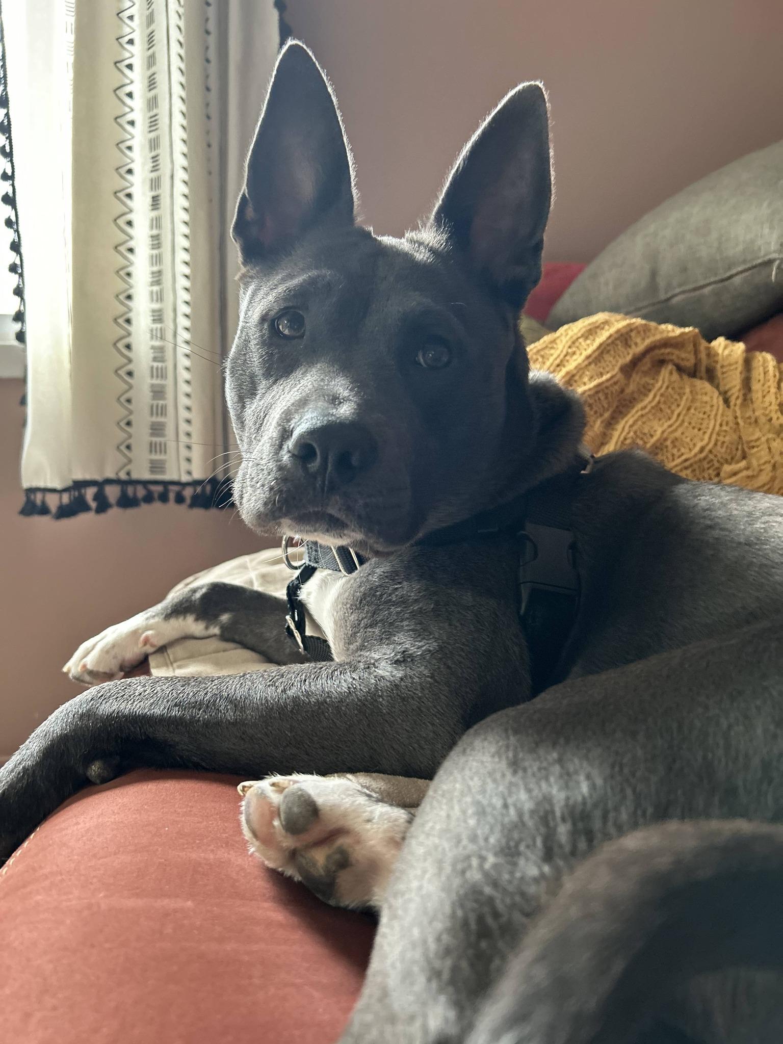 Enlarge Eve, a Adoptable mixed breed in Troy, MI image 1/6