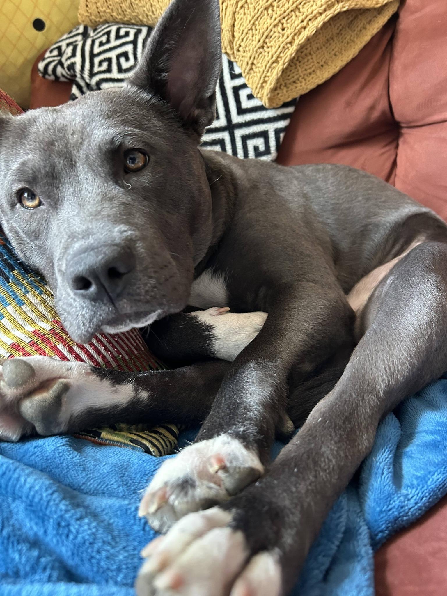 Eve, Adoptable, Young Female Pit Bull Terrier & American Staffordshire Terrier.