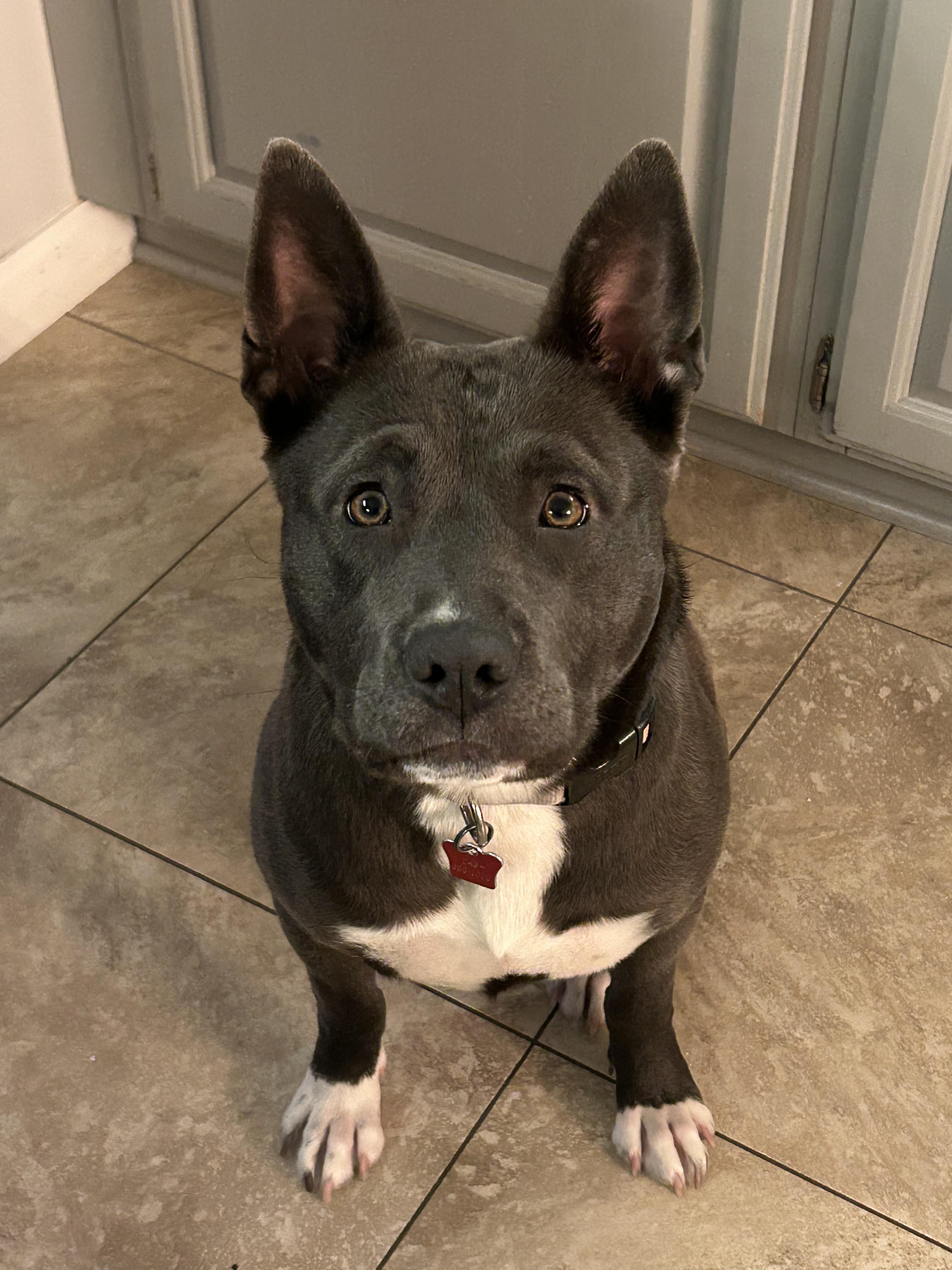 Enlarge Eve, a Adoptable mixed breed in Troy, MI image 1/6