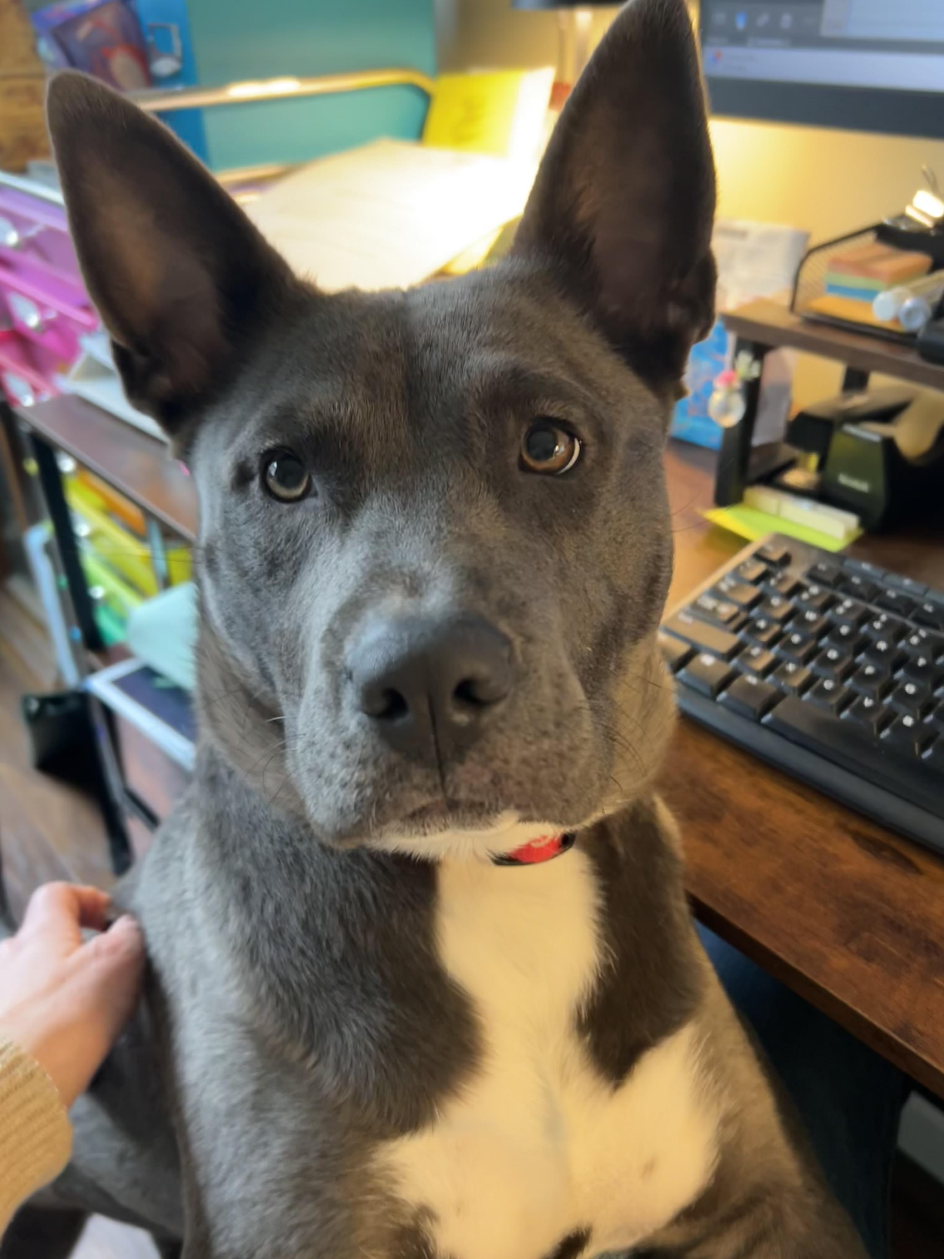 Enlarge Eve, a Adoptable mixed breed in Troy, MI image 2/6