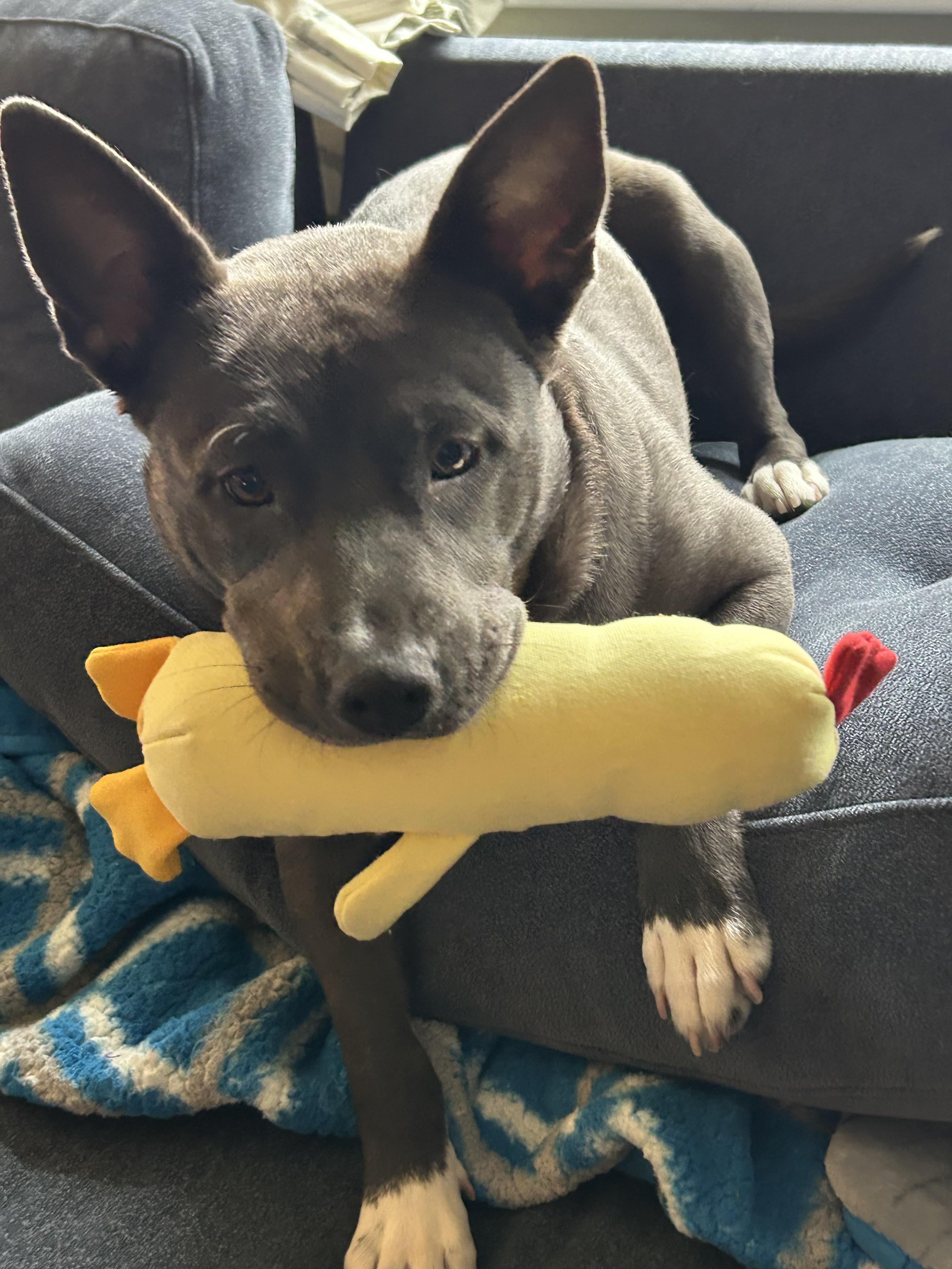 Eve, a Adoptable mixed breed in Troy, MI image 5/6