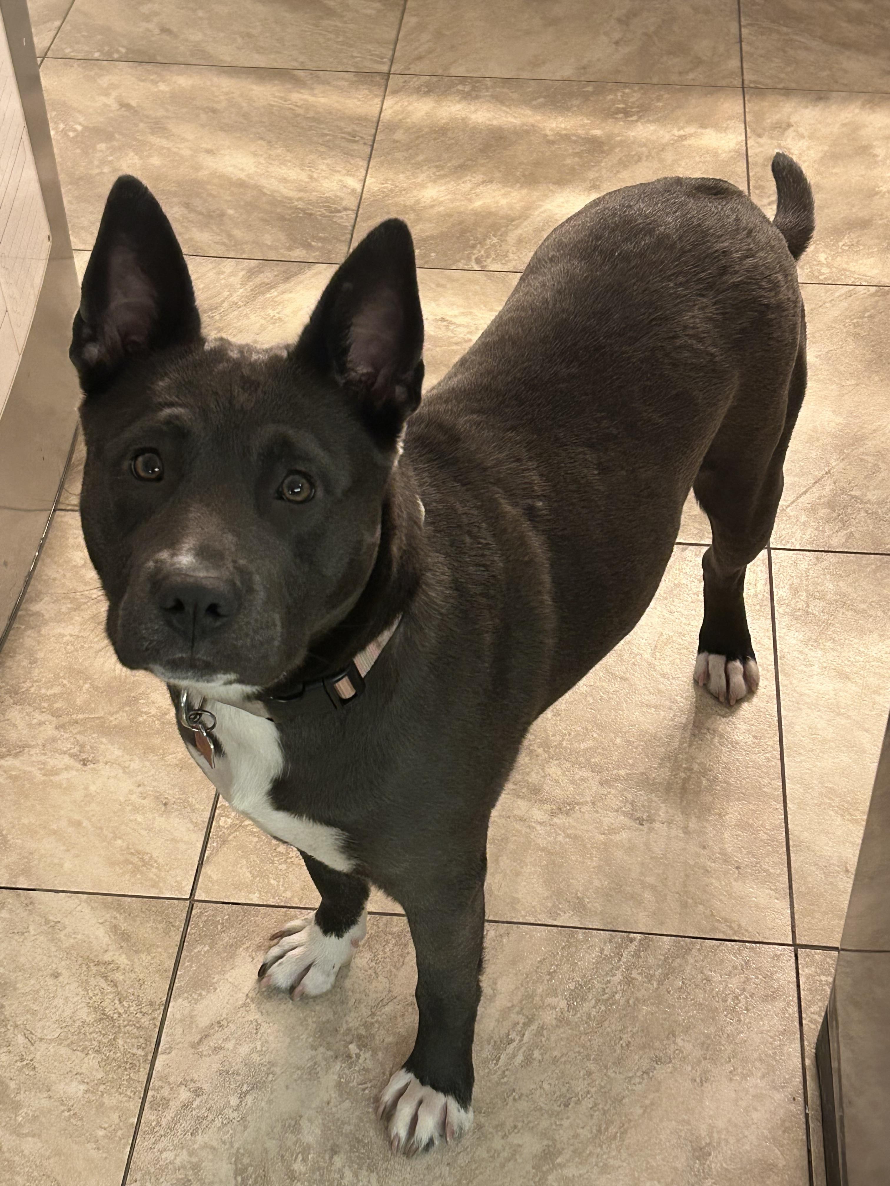 Eve, a Adoptable mixed breed in Troy, MI image 6/6