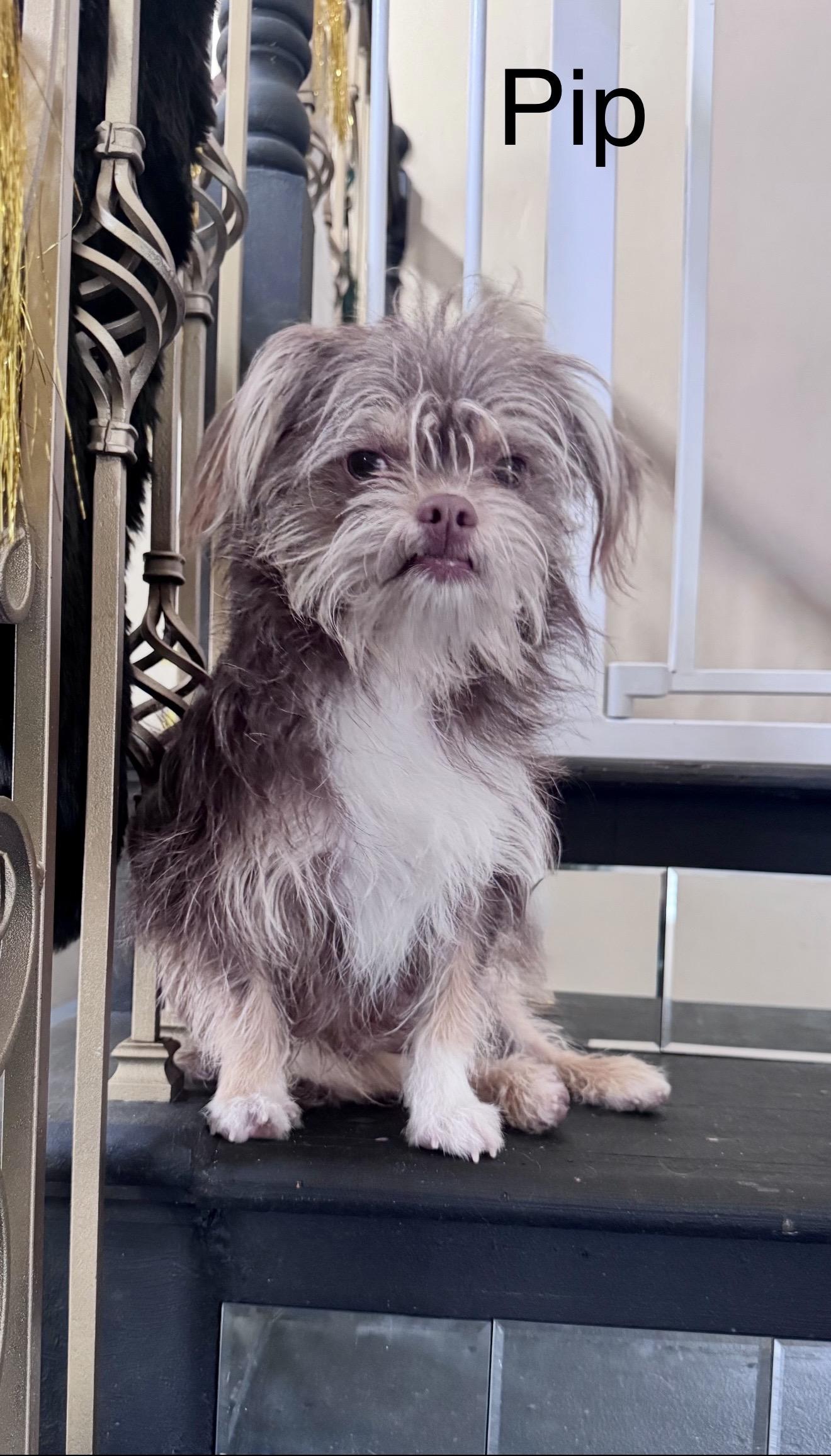 Enlarge Pip - The Precious Yorkie , a ADOPTABLE Yorkshire Terrier in Anaheim, CA image 1/2