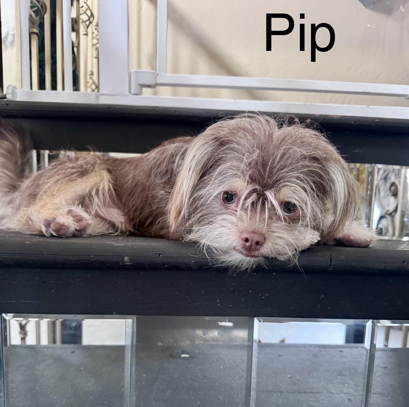 Enlarge Pip - The Precious Yorkie , a ADOPTABLE Yorkshire Terrier in Anaheim, CA image 2/2