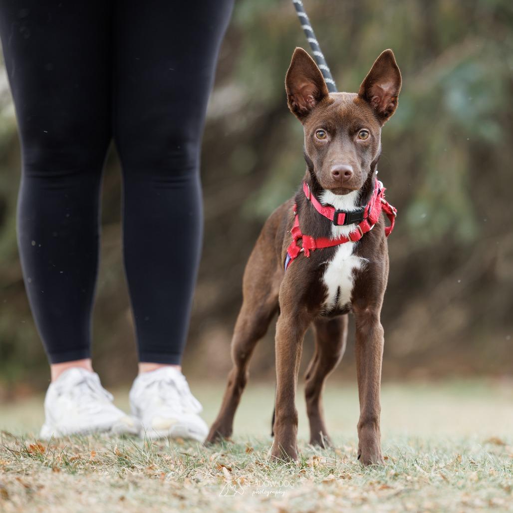 Charlie, Adoptable, Adult Male Mixed Breed.