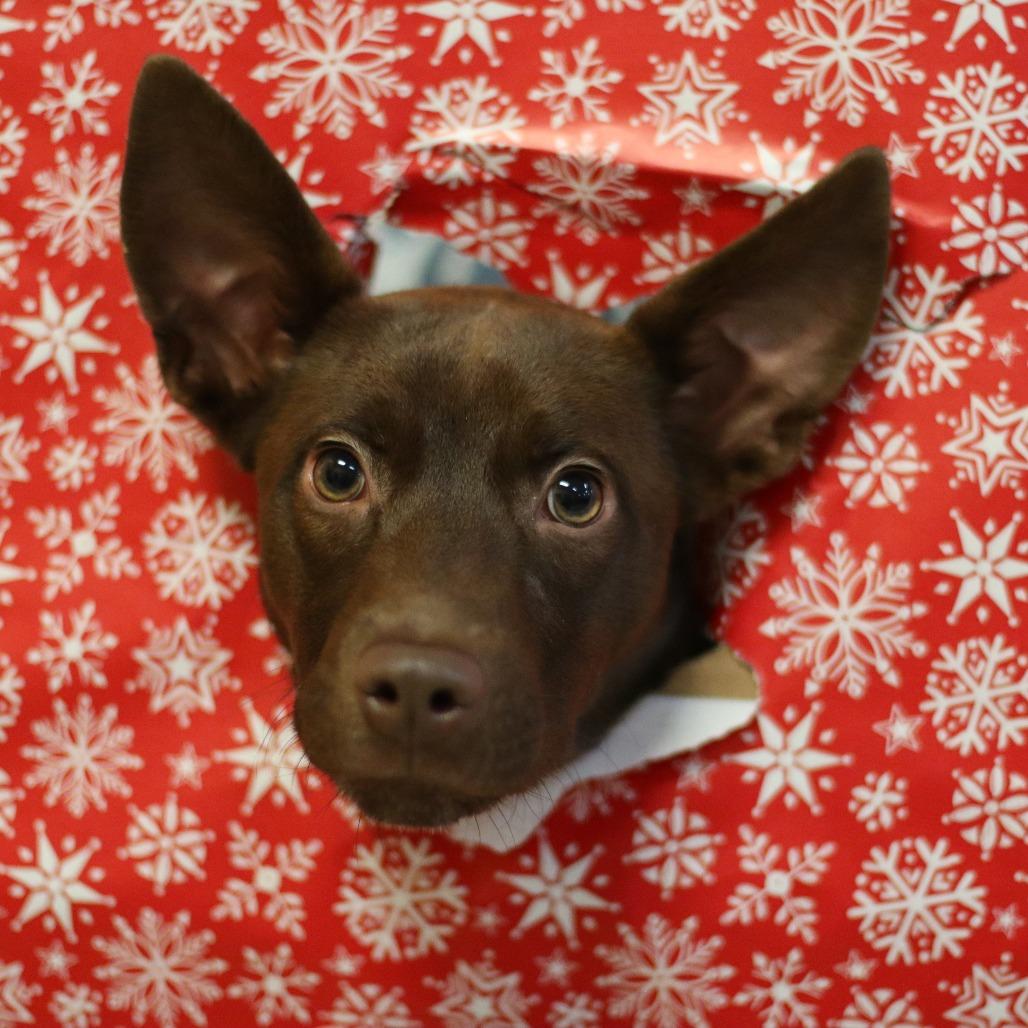 Enlarge Charlie, a Adoptable Mixed Breed in Waukesha, WI image 2/5