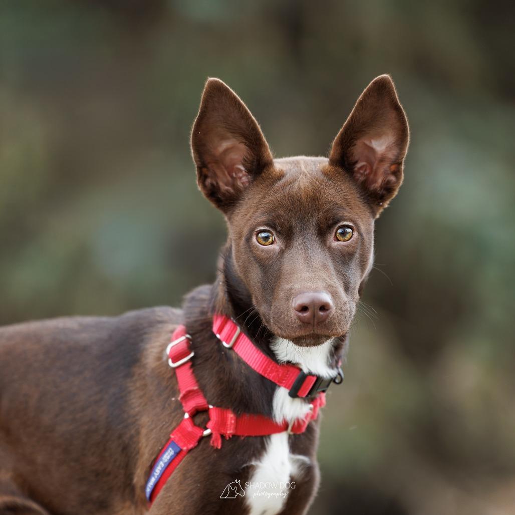 Enlarge Charlie, a Adoptable Mixed Breed in Waukesha, WI image 4/5