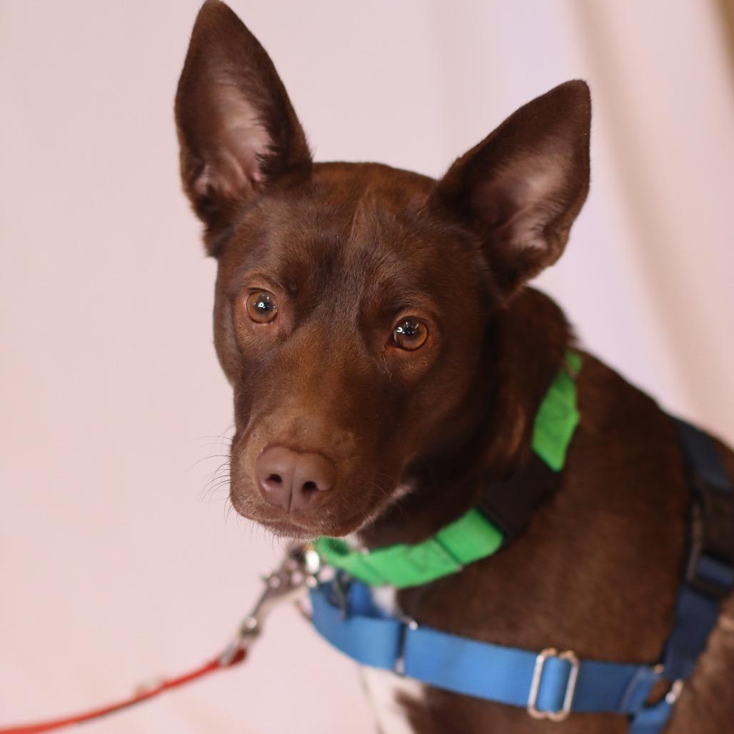 Enlarge Charlie, a Adoptable Mixed Breed in Waukesha, WI image 2/6