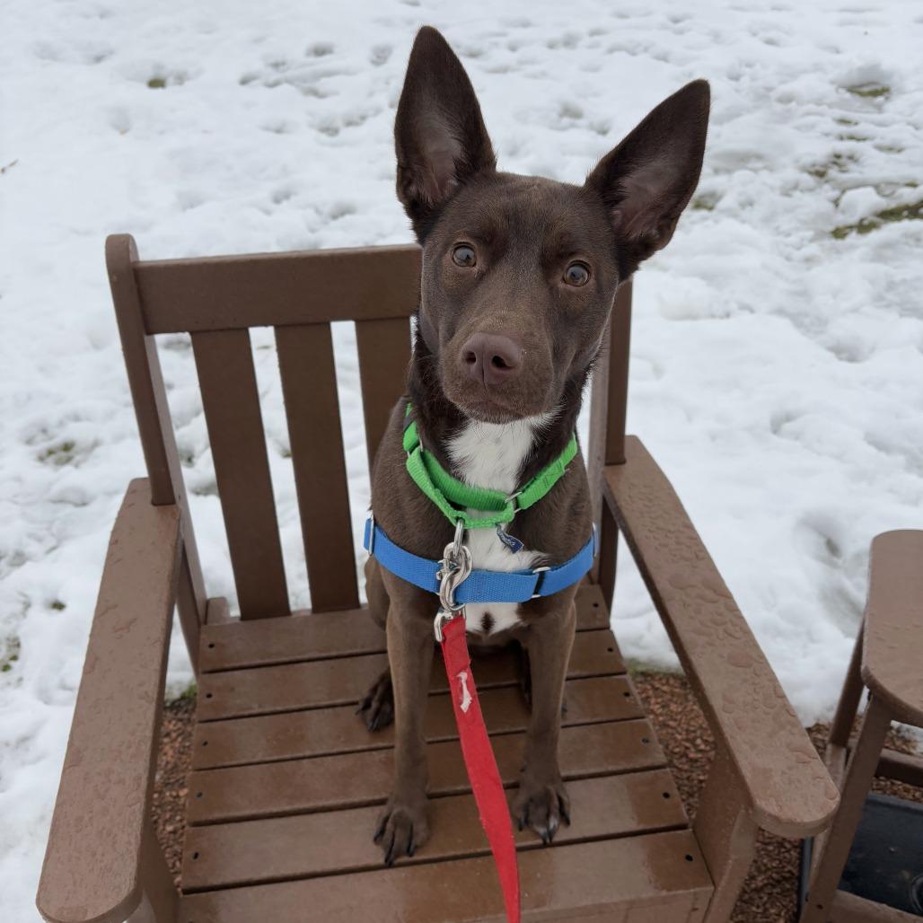 Enlarge Charlie, a Adoptable Mixed Breed in Waukesha, WI image 5/5