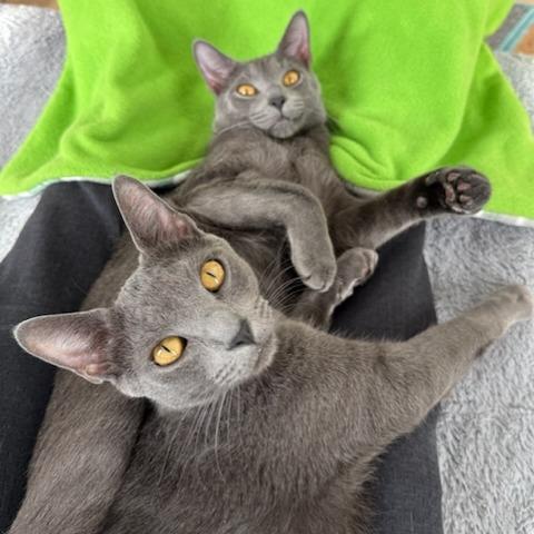 Pinot Pair- Gris — thumbnail 2