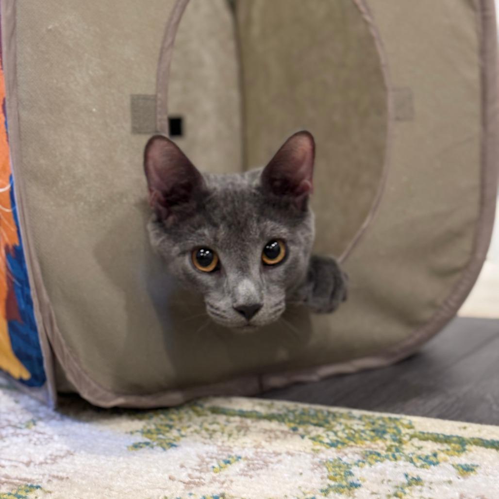 Pinot Pair- Gris — thumbnail 3