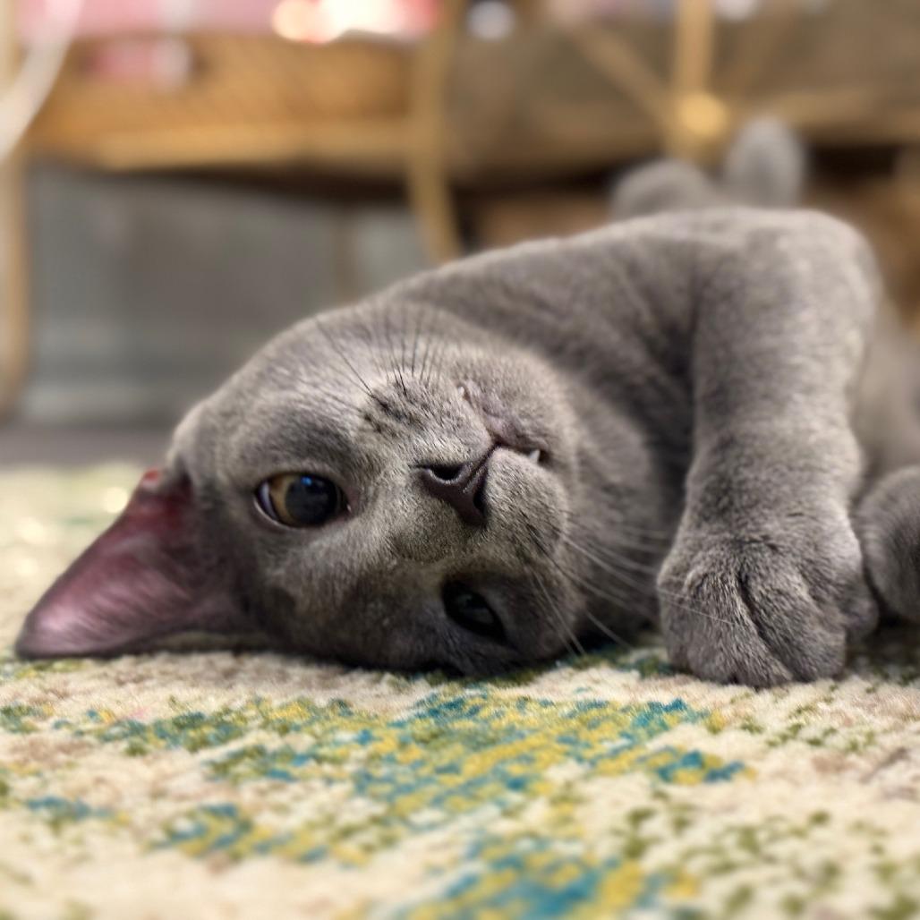 Pinot Pair- Gris — thumbnail 4