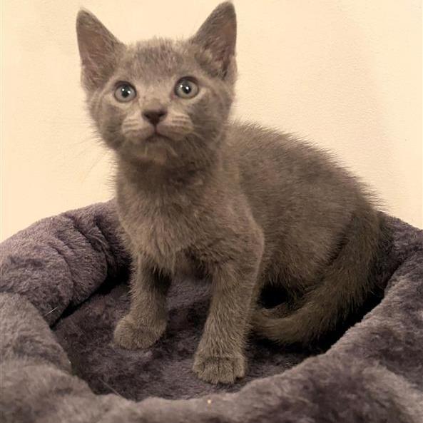 Pinot Pair- Gris — thumbnail 5