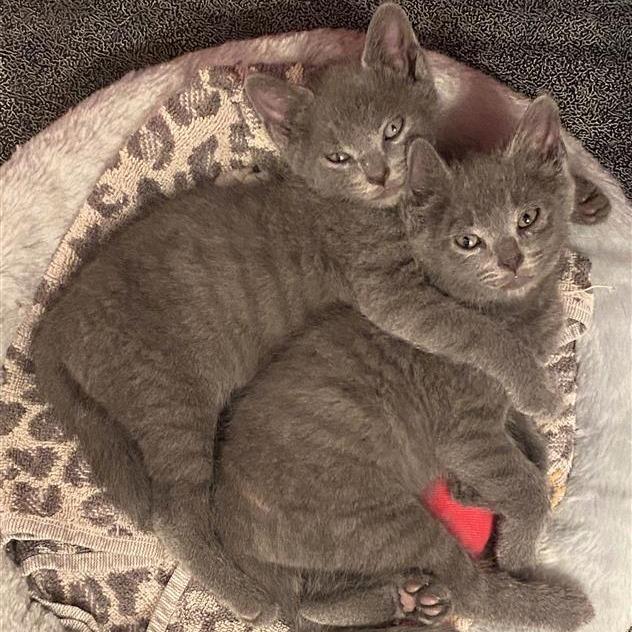 Pinot Pair- Gris — thumbnail 6