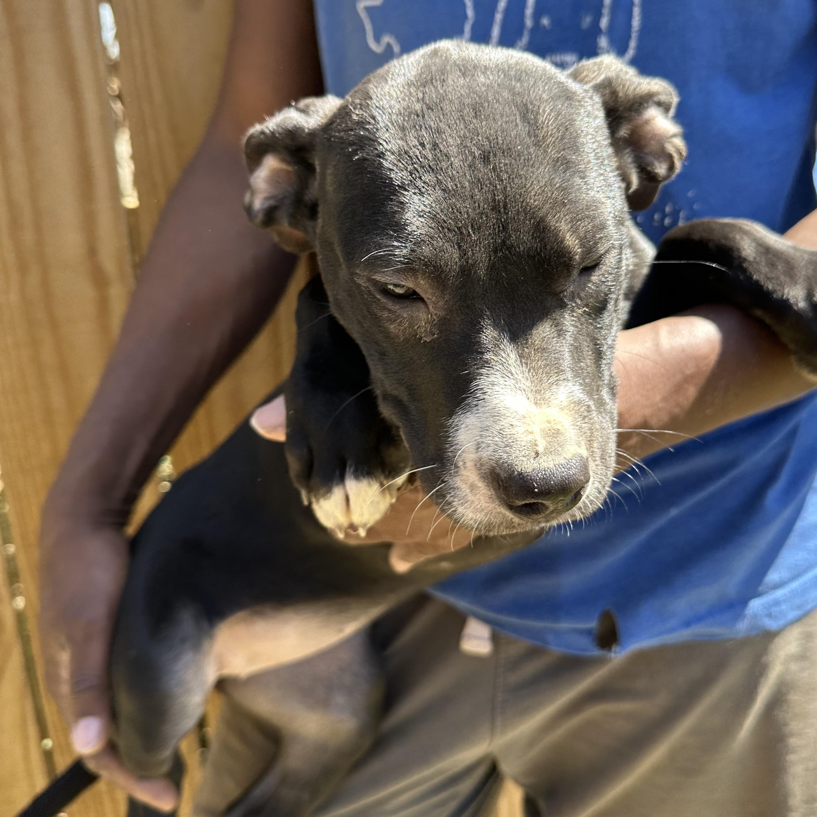 Enlarge Muffin - Local May 22-24, an adoptable mixed breed in Westerly, RI image 3/4