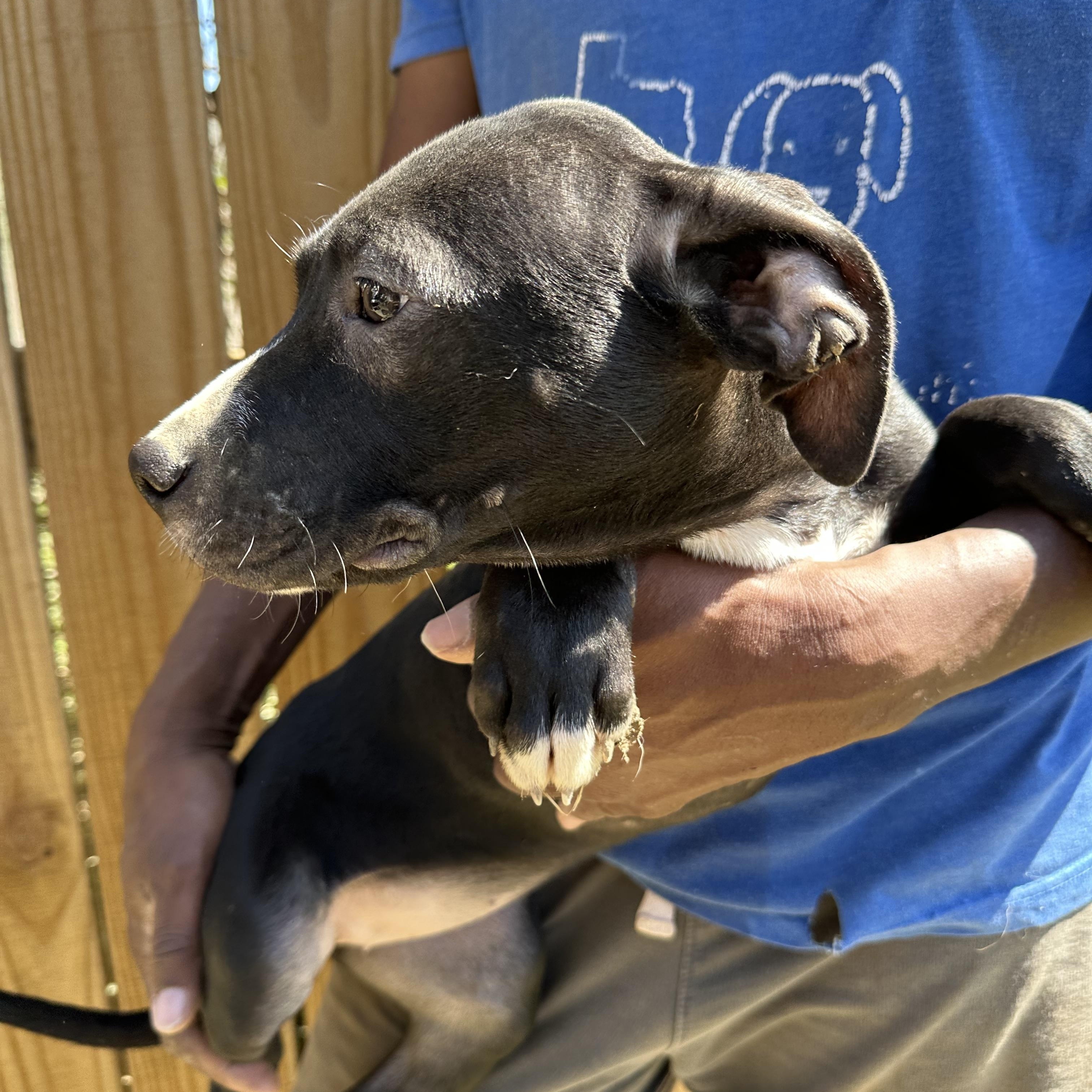 Enlarge Muffin - Local May 22-24, an adoptable mixed breed in Westerly, RI image 4/4