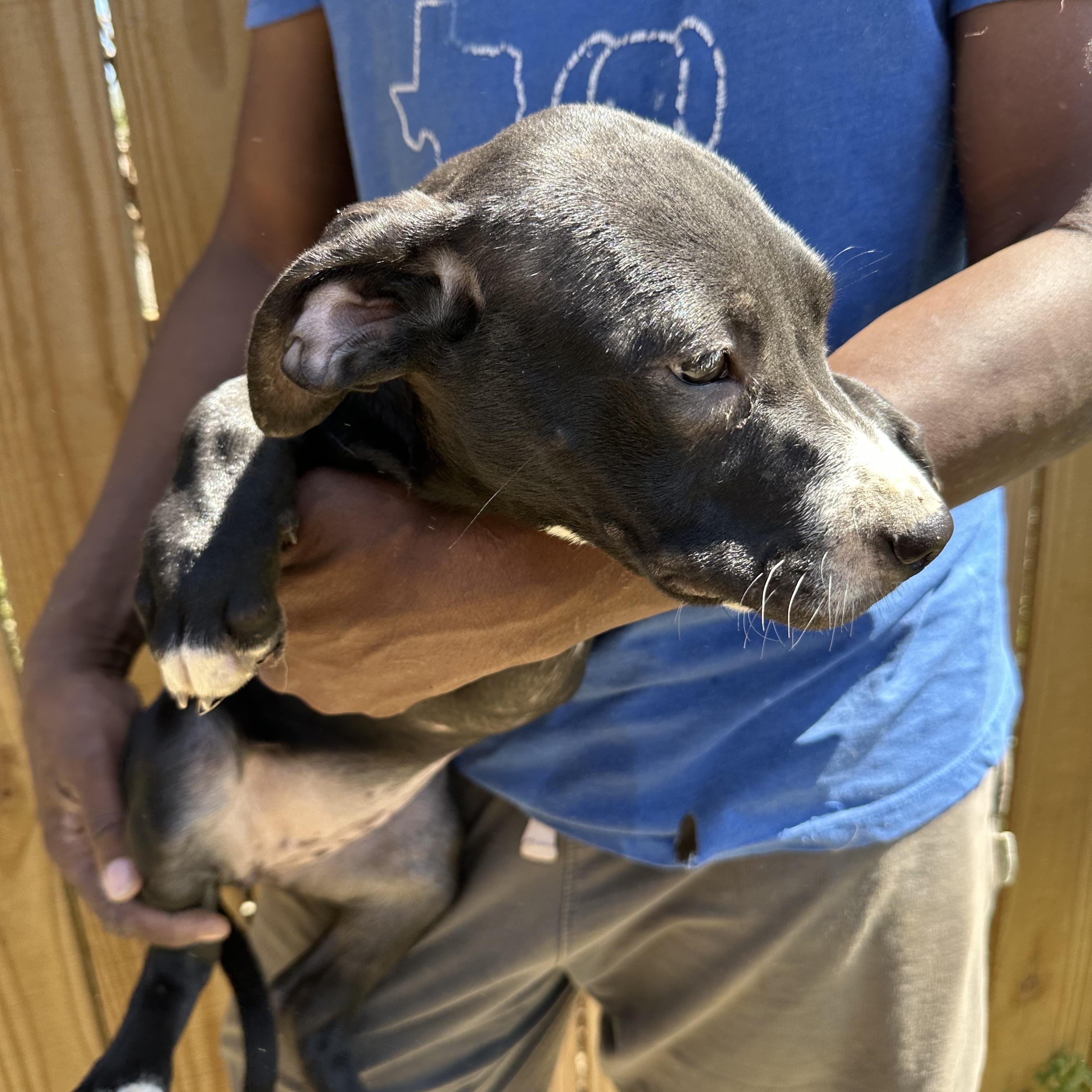 Enlarge Muffin - Local May 22-24, an adoptable mixed breed in Westerly, RI image 2/4