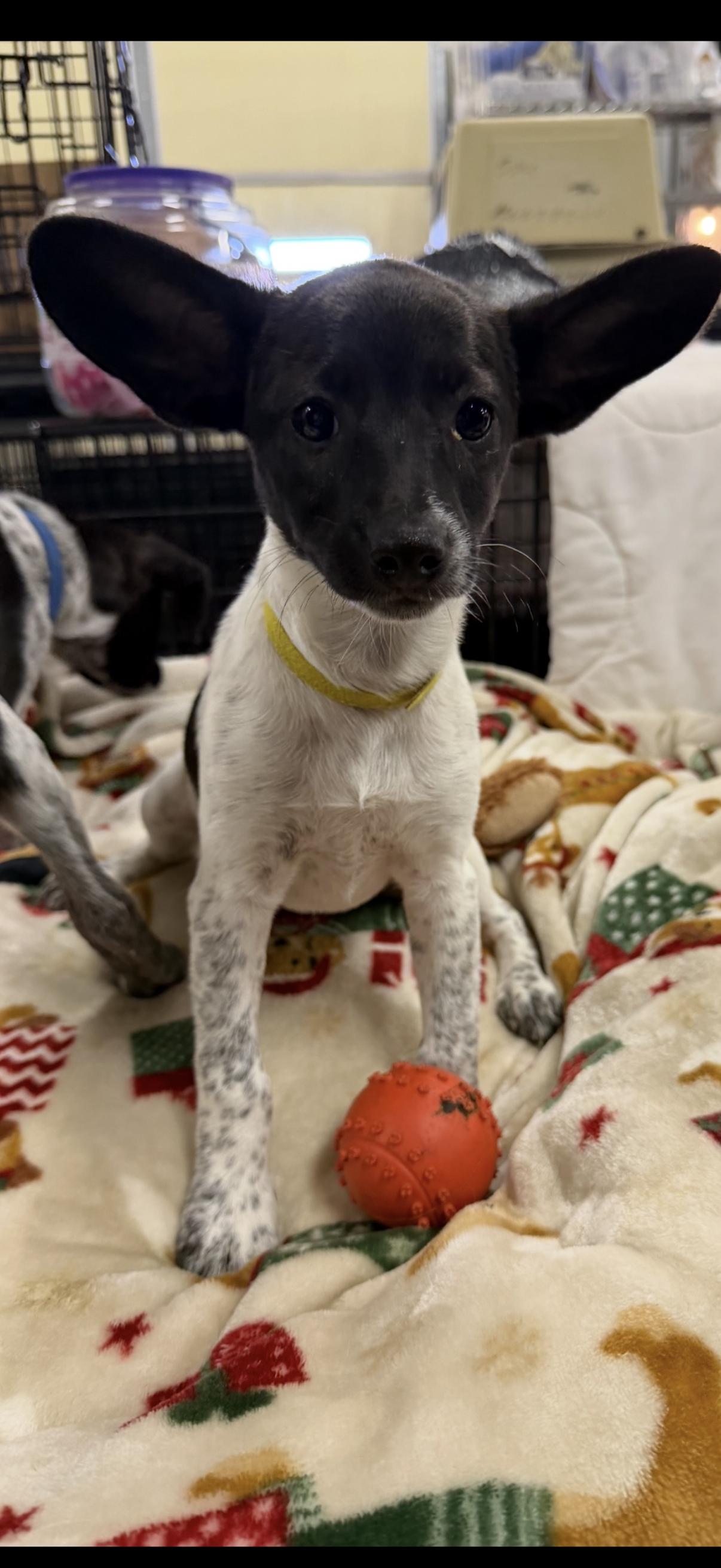 Baby, a ADOPTABLE mixed breed in Muldrow, OK image 2/3