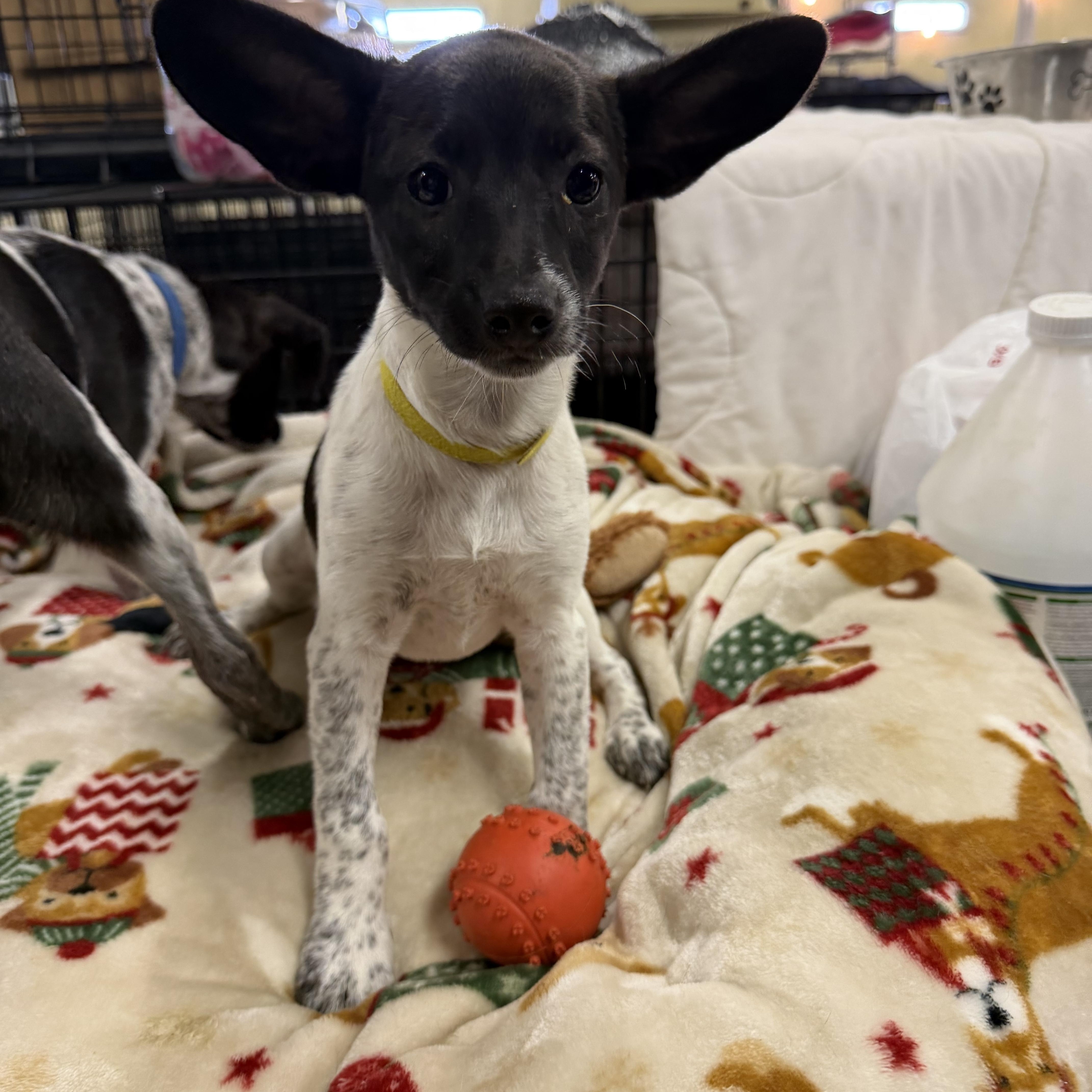 Baby, ADOPTABLE, Puppy Female Jack Russell Terrier & Australian Cattle Dog / Blue Heeler.