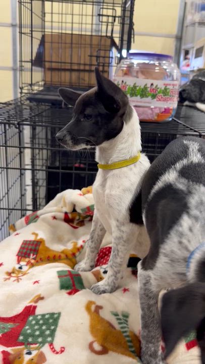 Enlarge Baby, a ADOPTABLE mixed breed in Muldrow, OK video 3/3