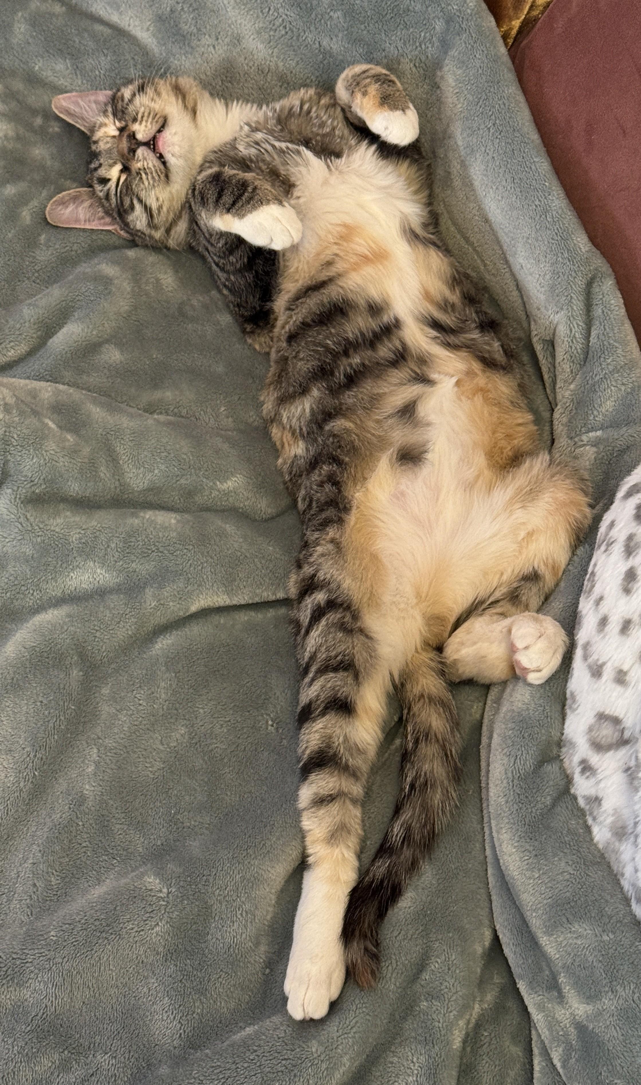 Enlarge Eden, a ADOPTABLE mixed breed in Albuquerque, NM image 3/5