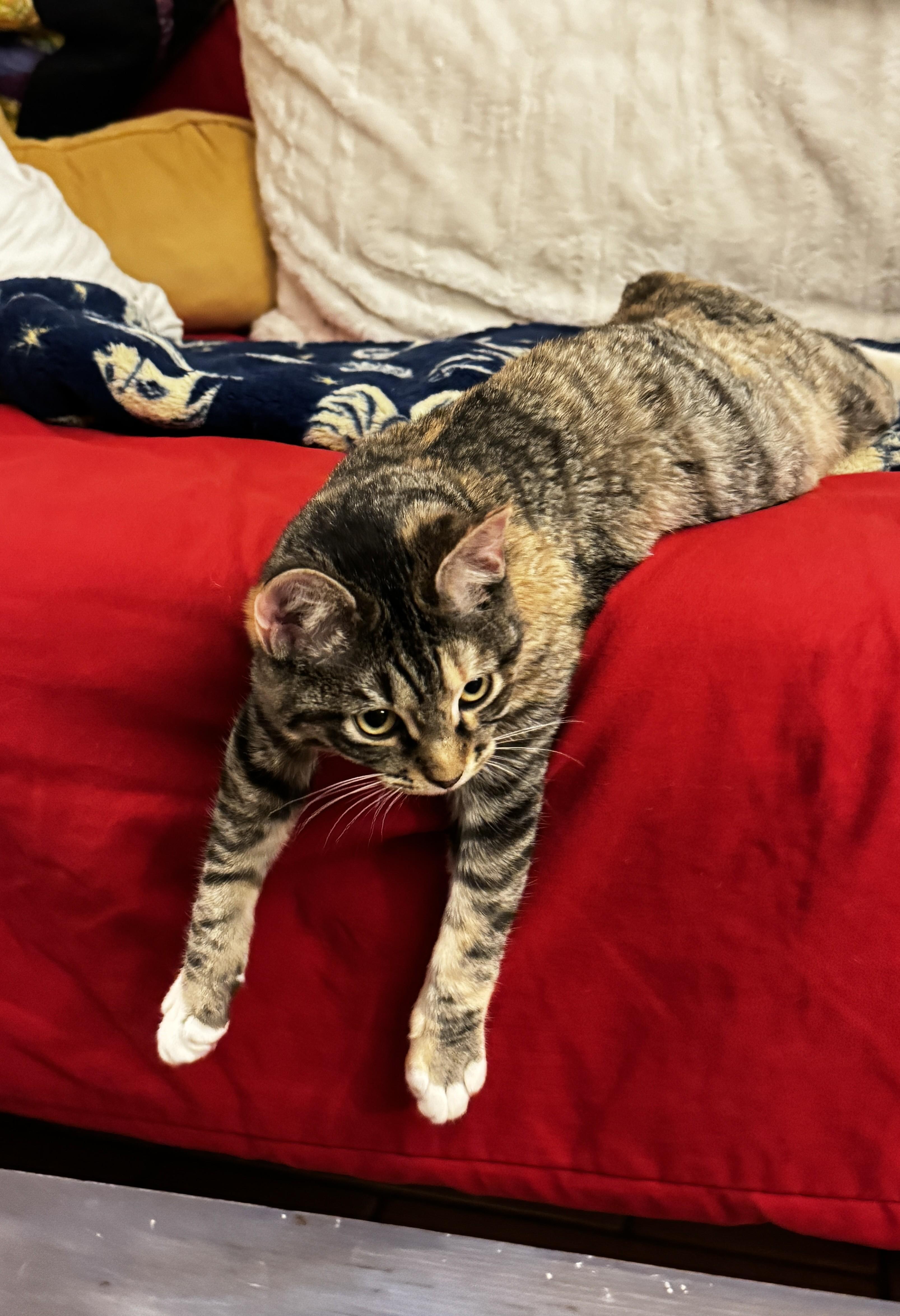 Enlarge Eden, a ADOPTABLE mixed breed in Albuquerque, NM image 4/5