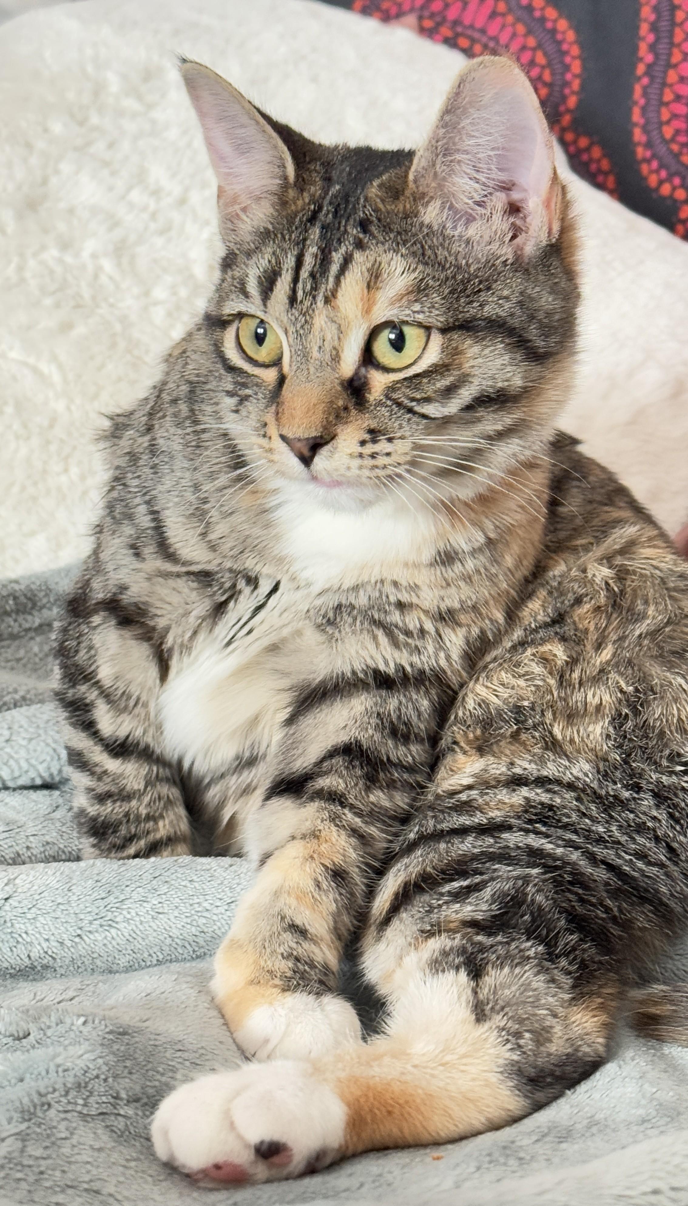 Enlarge Eden, a ADOPTABLE mixed breed in Albuquerque, NM image 2/5