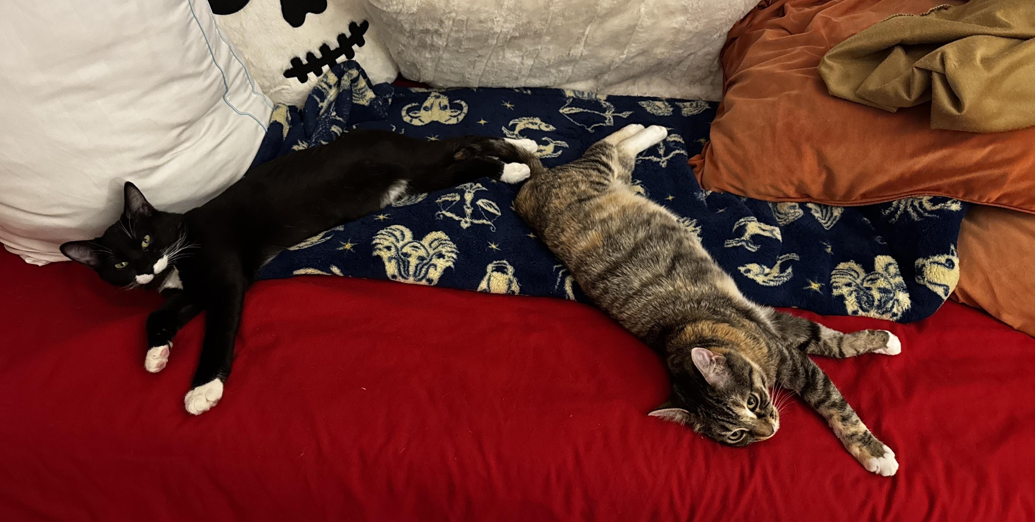 Enlarge Eden, a ADOPTABLE mixed breed in Albuquerque, NM image 5/5