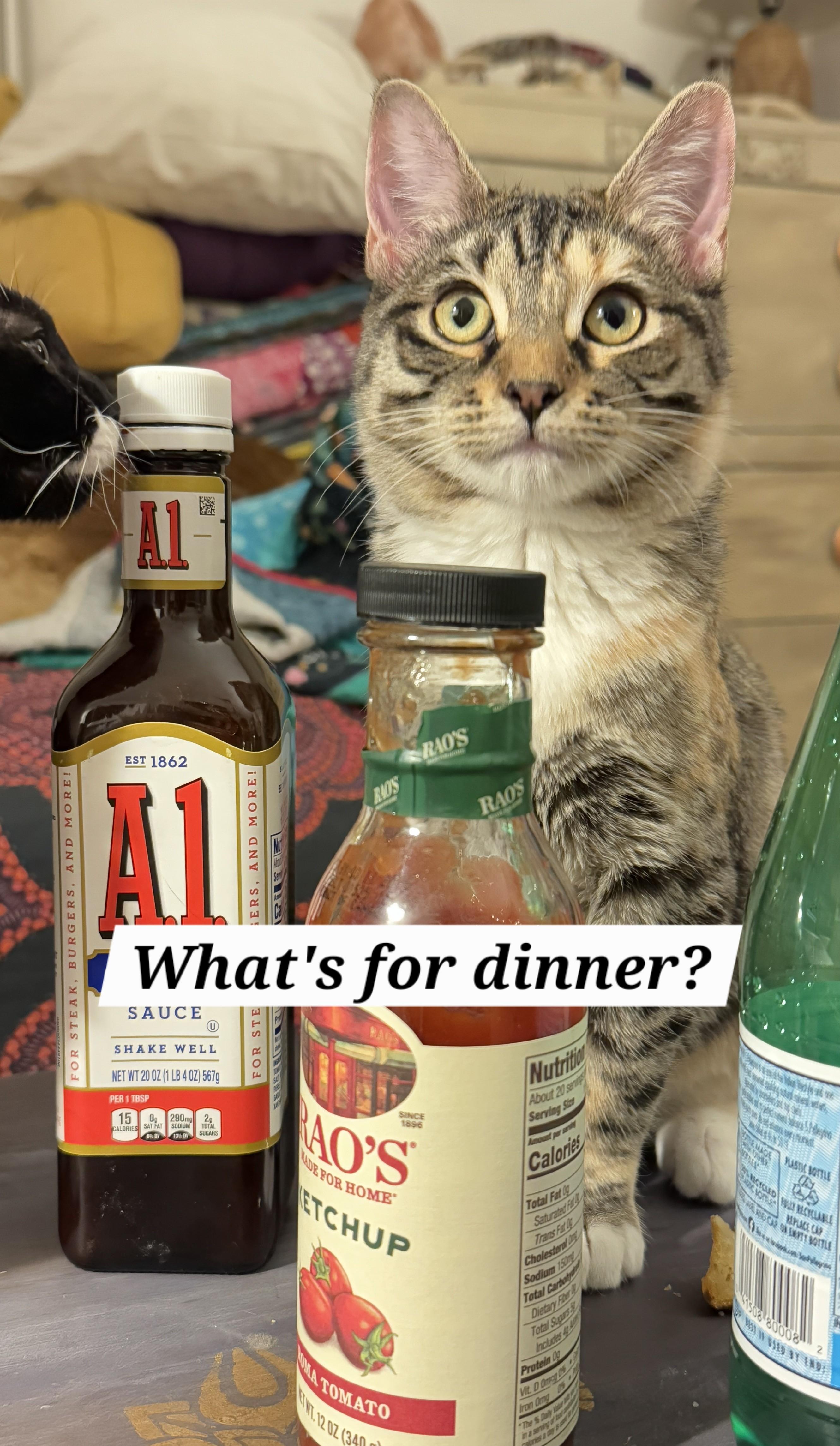 Eden, ADOPTABLE, Kitten Female Torbie.