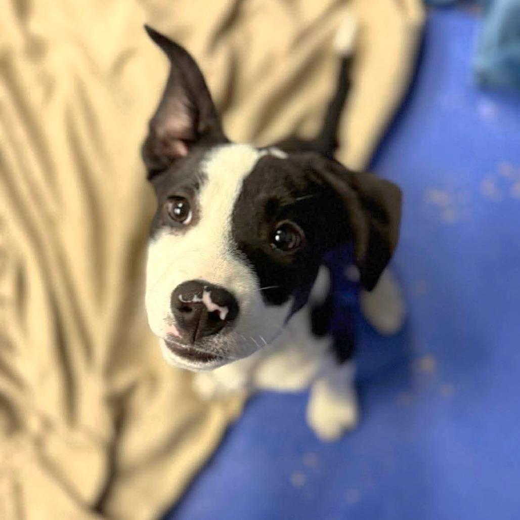 Enlarge CT Marcus, a Adoptable mixed breed in Eastford, CT image 1/6