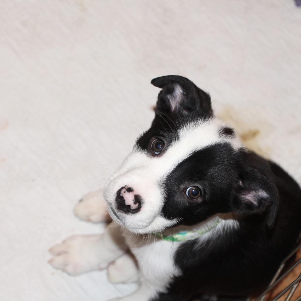 NY Marcus Feb 21 (Tractor Supply Patterson NY), Adoptable, Puppy Male Border Collie & Terrier.