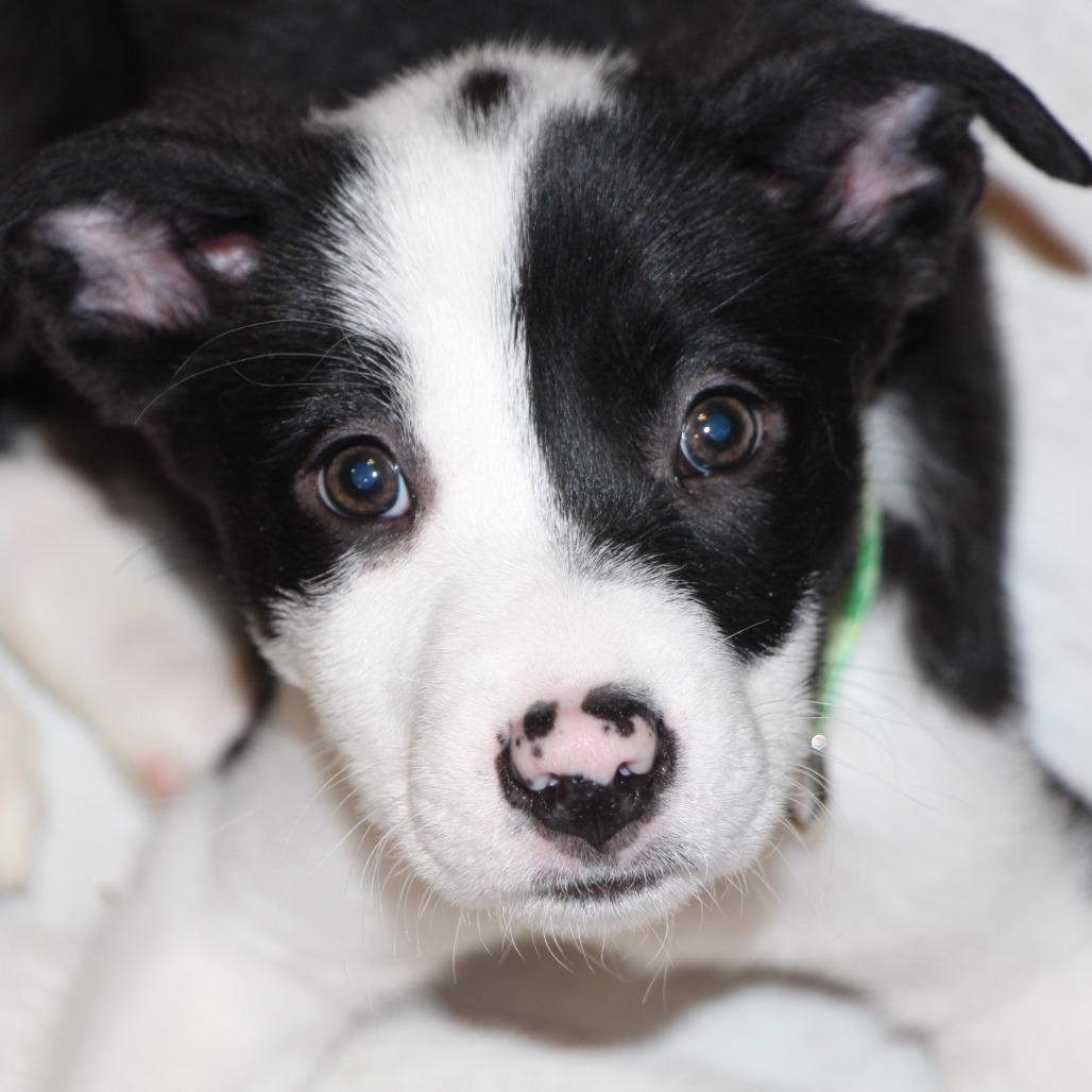 NY Marcus Feb 21 (Tractor Supply Patterson NY), a Adoptable mixed breed in Eastford, CT image 3/4