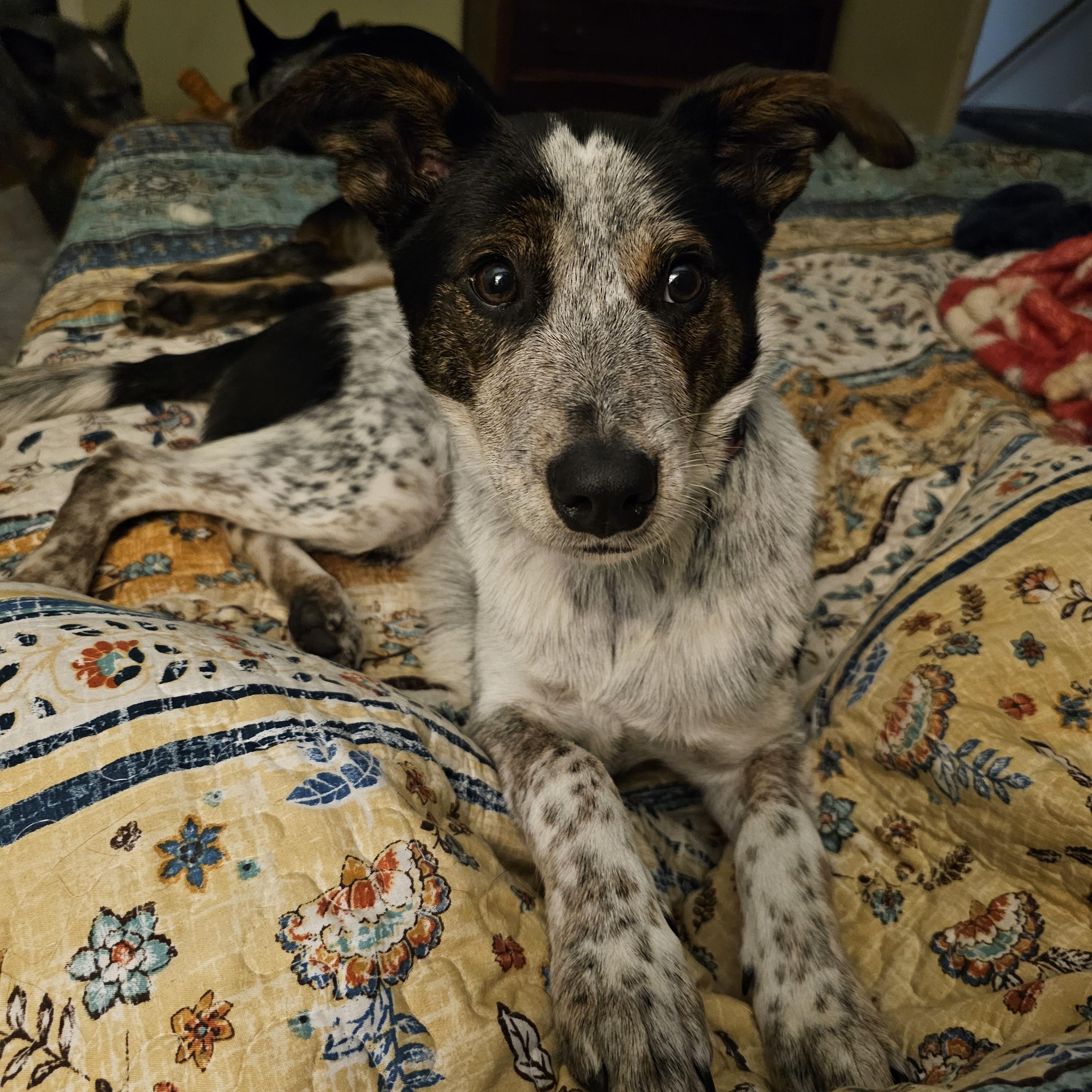 SPARKY, ADOPTABLE, Young Male Australian Cattle Dog / Blue Heeler.