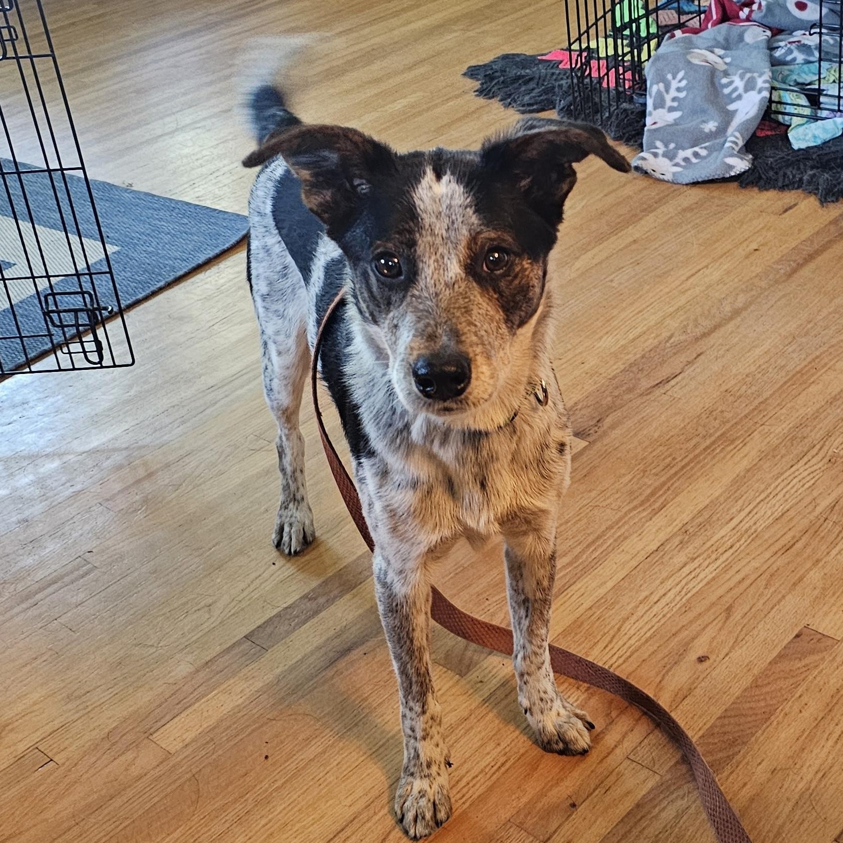SPARKY, a ADOPTABLE mixed breed in Jacksonville, FL image 2/6