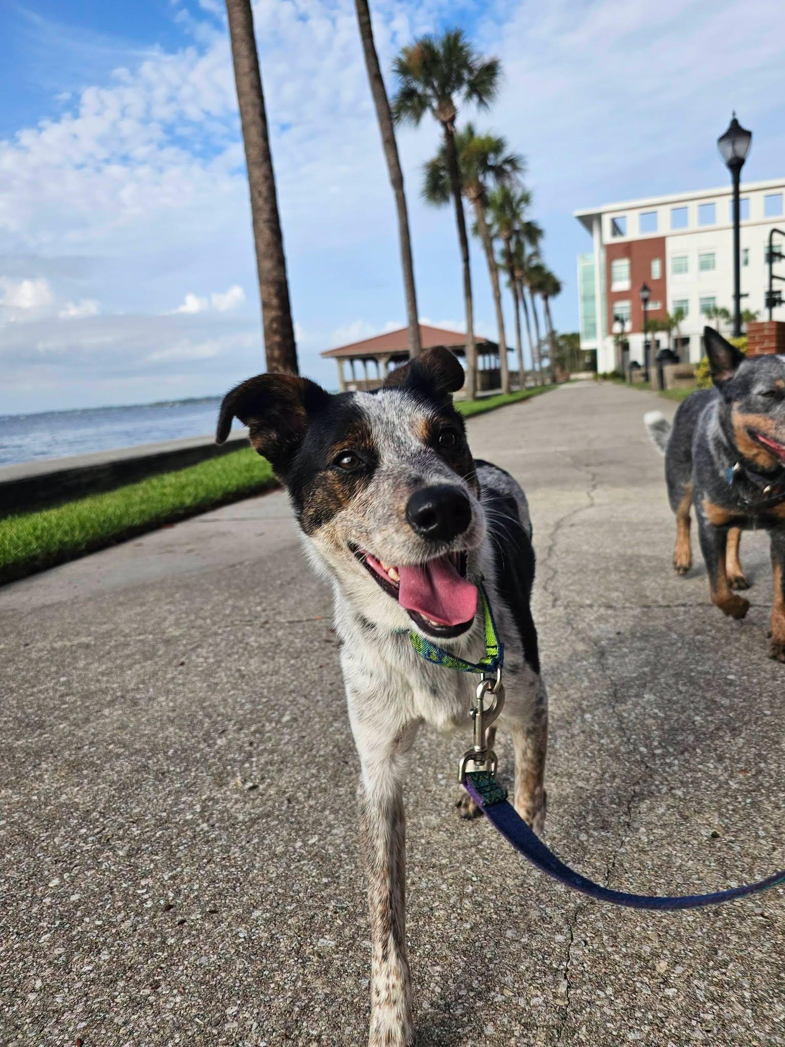 SPARKY, a ADOPTABLE mixed breed in Jacksonville, FL image 6/6