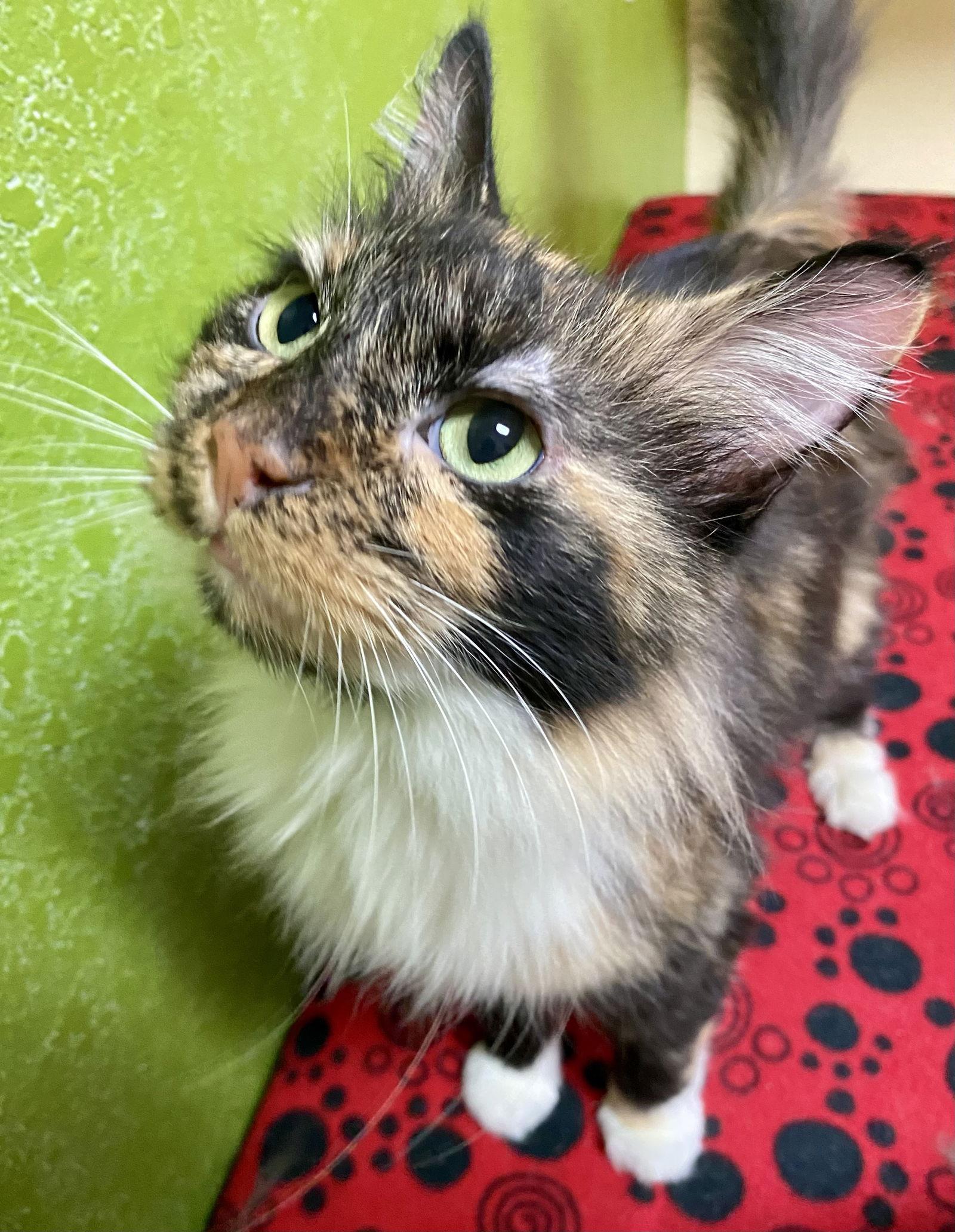 Enlarge Eugena, a Adoptable mixed breed in Fargo, ND image 1/3