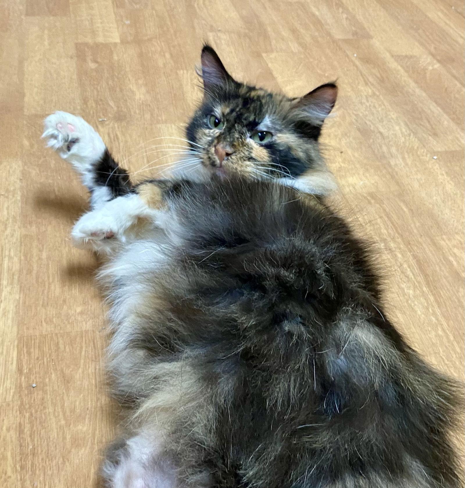 Eugena, Adoptable, Adult Female Domestic Long Hair & Tortoiseshell.