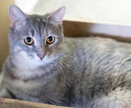 Denali, Adoptable, Adult Female Domestic Short Hair & Domestic Short Hair.