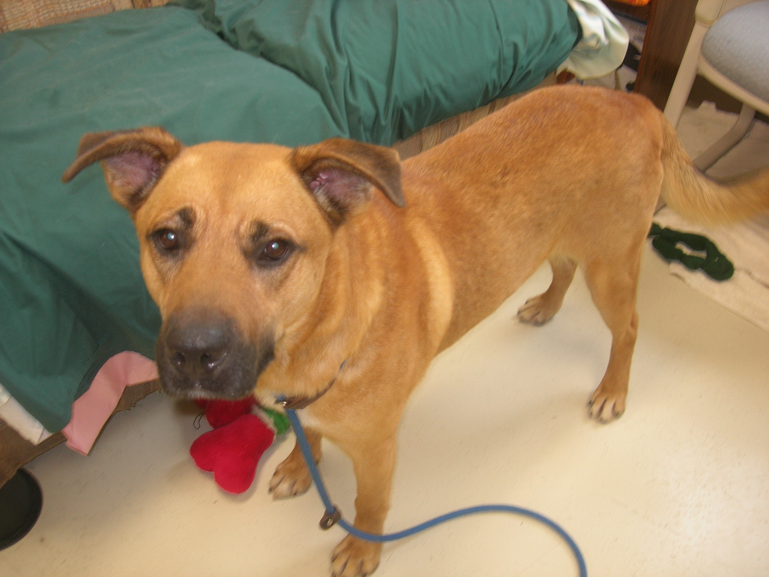 Clayton, an adoptable Black Mouth Cur in Springfield, OH, 45502 | Photo Image 1