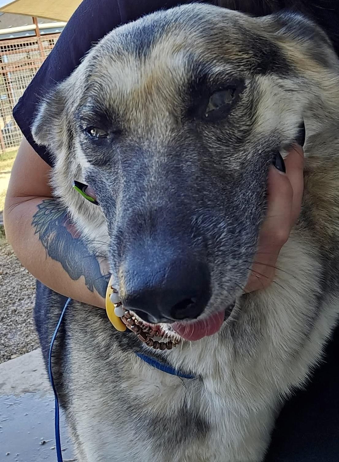 Enlarge Cassidy ( cat friendly dog friendly kid friendly), a Adoptable mixed breed in HAMBURG, PA image 3/5