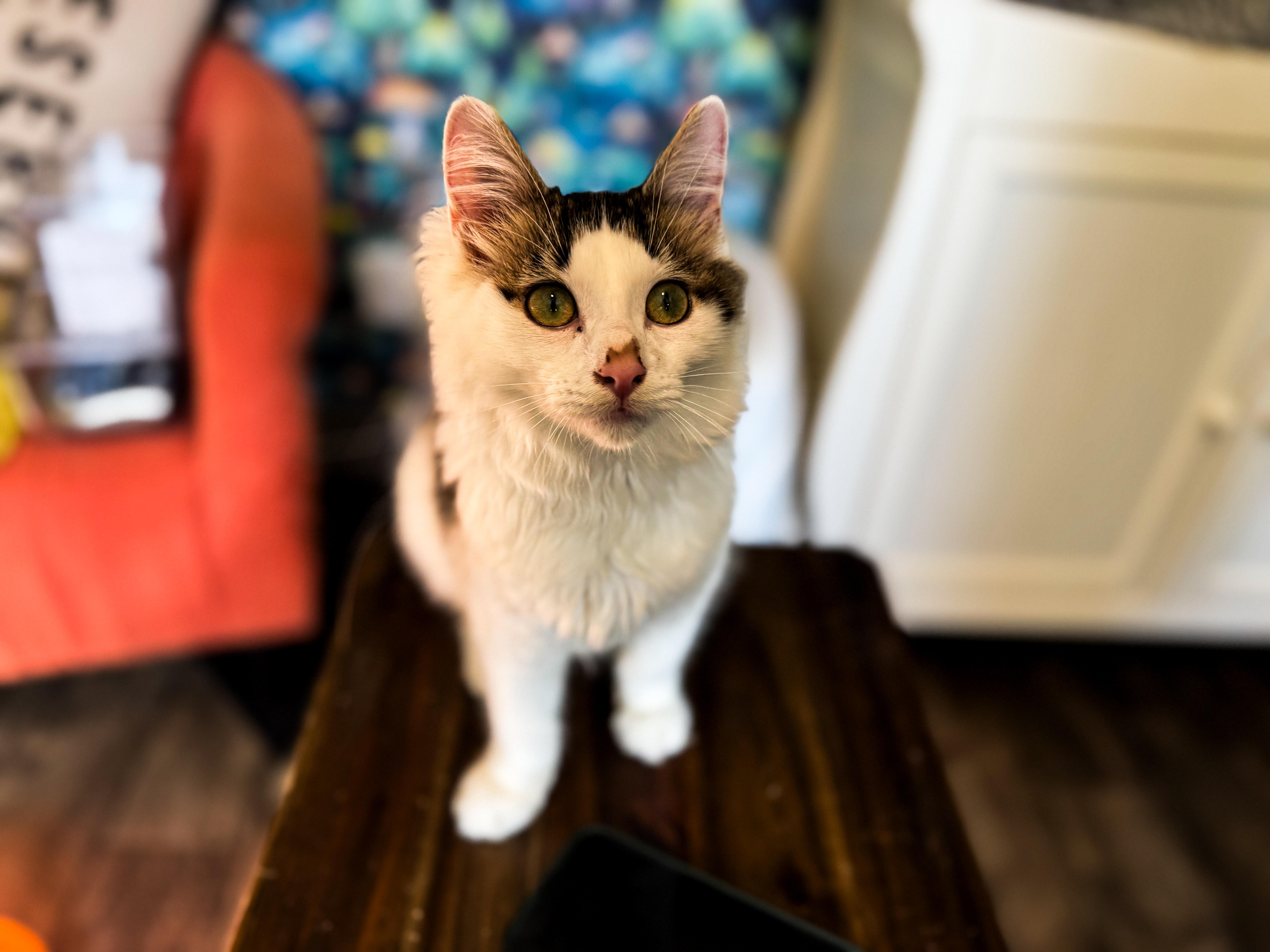 Enlarge Johnny, a Adoptable Domestic Long Hair in Sartell, MN image 1/1