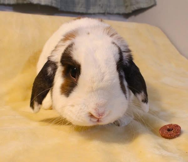 Hotrod, a ADOPTABLE Lop Eared in Hillside, NJ image 3/3