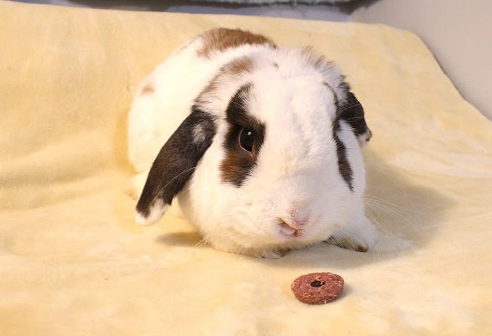 Hotrod, ADOPTABLE, Adult Male Lop Eared.