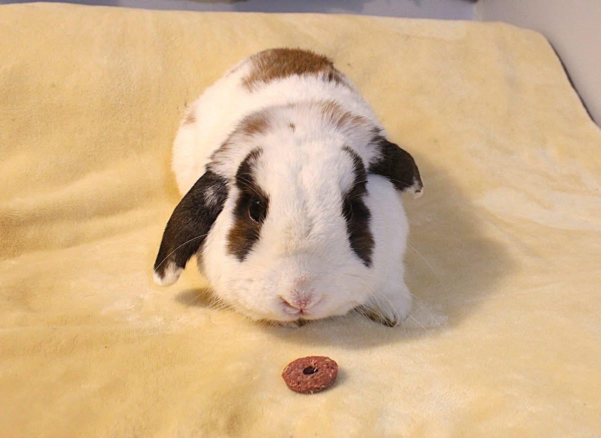 Hotrod, a ADOPTABLE Lop Eared in Hillside, NJ image 2/3