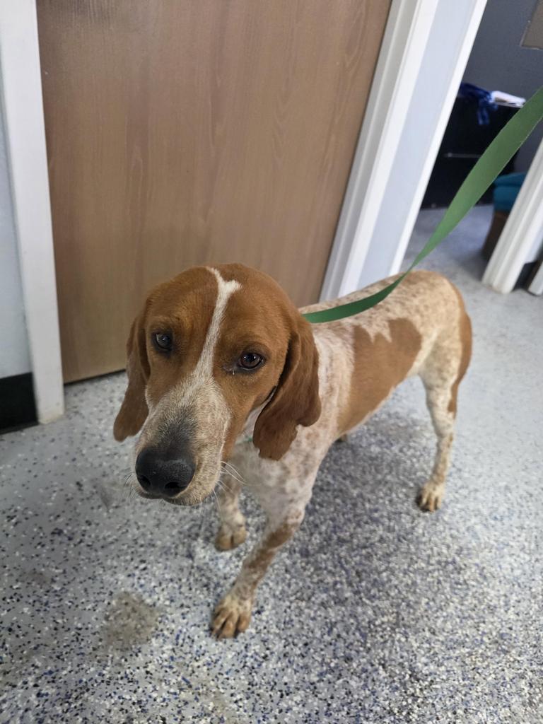 Enlarge Cap, a Adoptable Hound in Holbrook, AZ image 1/1