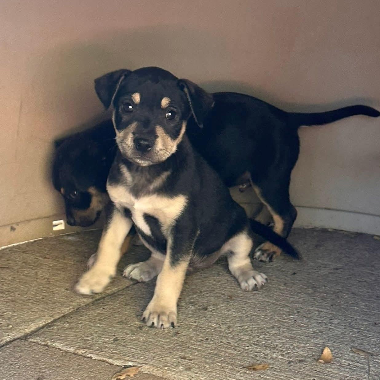 Timmy, Adoptable, Puppy Male Mixed Breed.