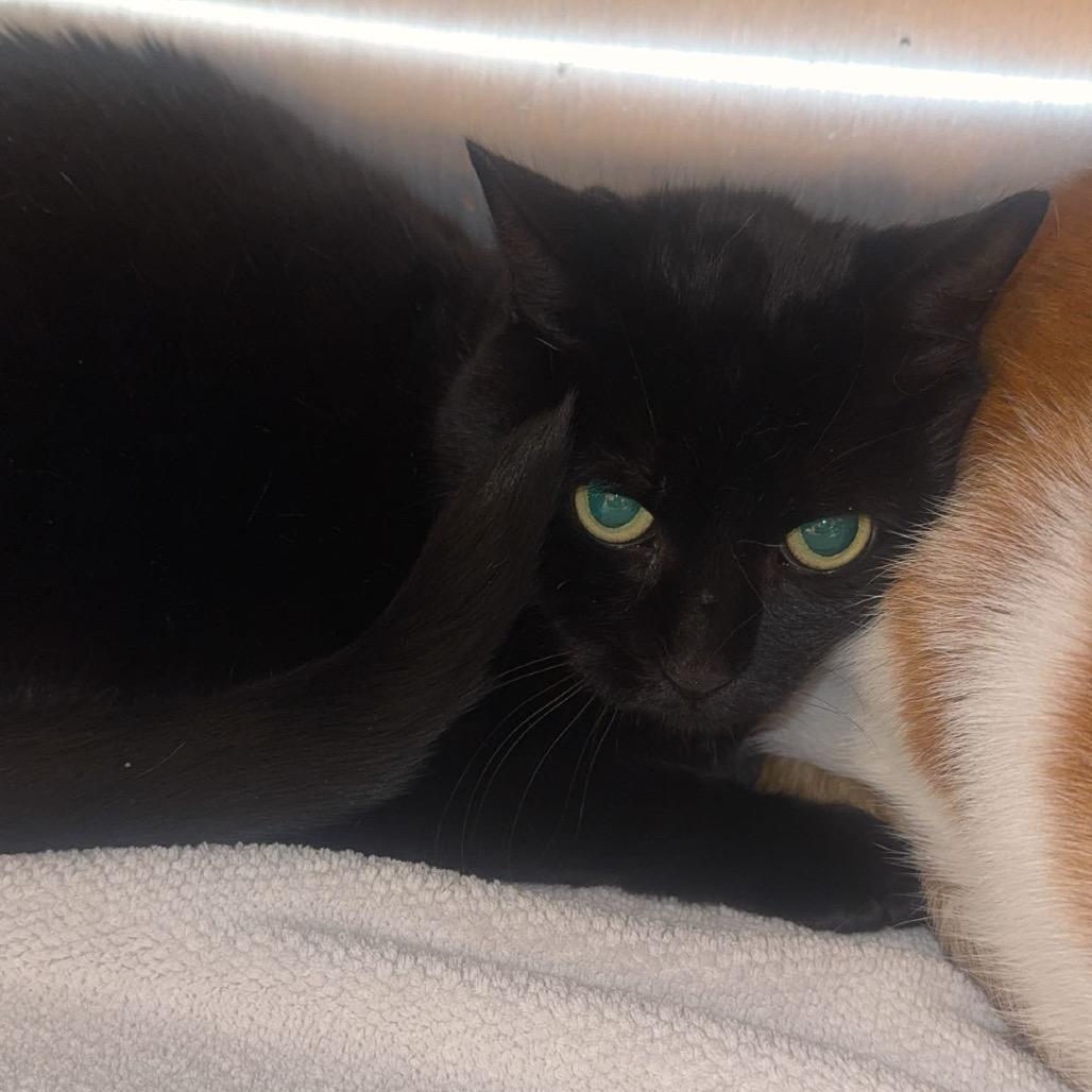 Tinkerbell, Adoptable, Senior Female Domestic Short Hair.