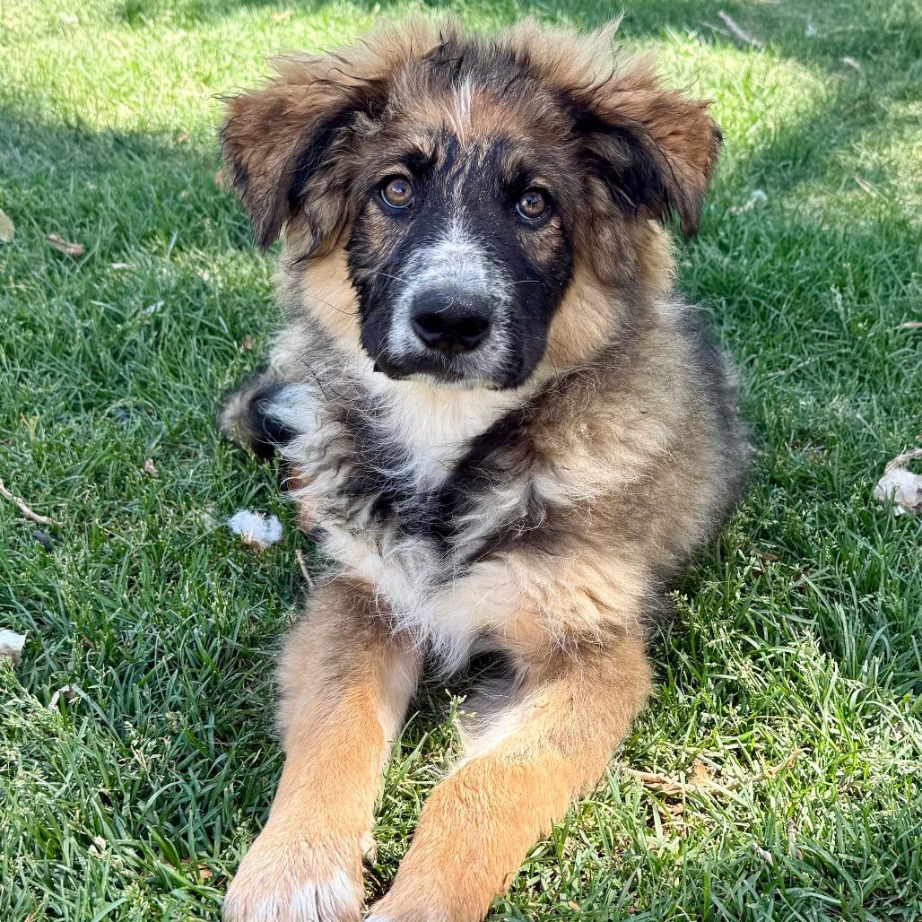 Wilbur, a Adoptable mixed breed in Boulder, CO image 1/6