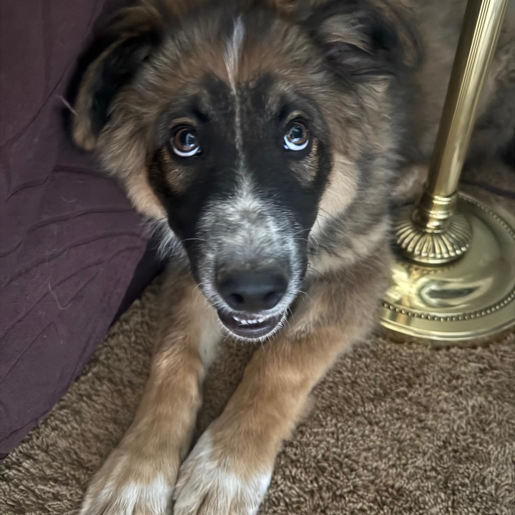 Wilbur, a Adoptable mixed breed in Boulder, CO image 2/6